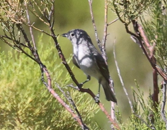 Gray Vireo - ML590179431