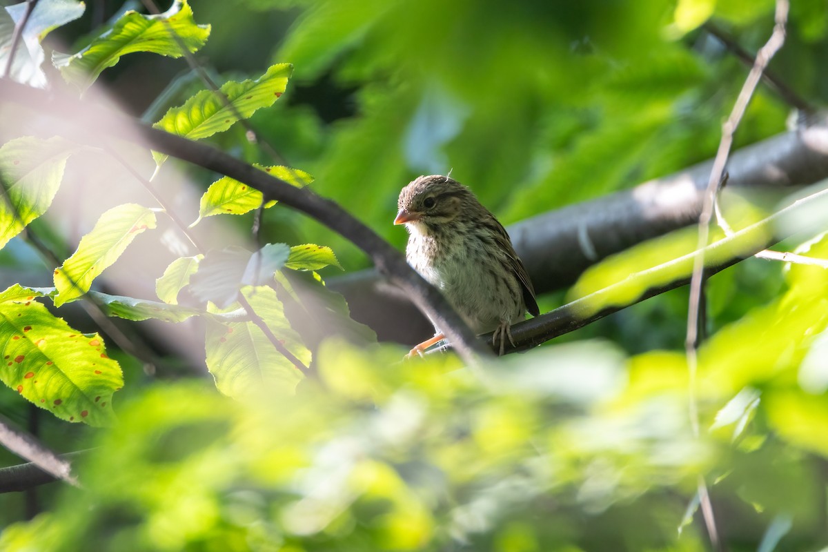 Song Sparrow - ML590179471