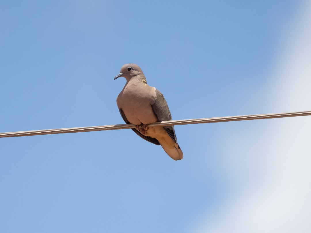 Eared Dove - Marcos Felix