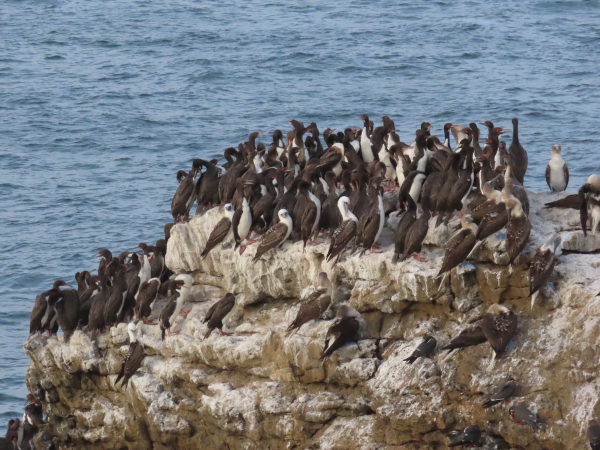 Guanay Cormorant - ML590181861