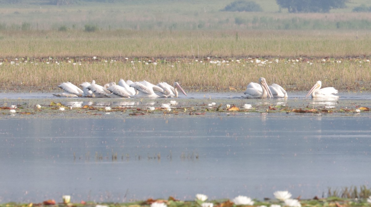 American White Pelican - ML590182521