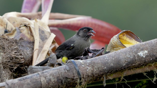 Yellow-thighed Brushfinch - ML590182611