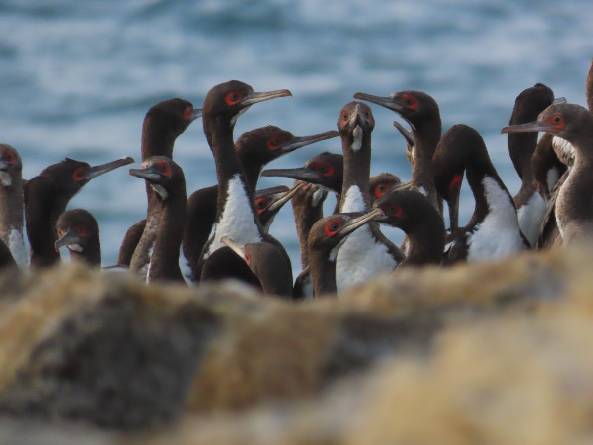 Guanay Cormorant - Edison🦉 Ocaña