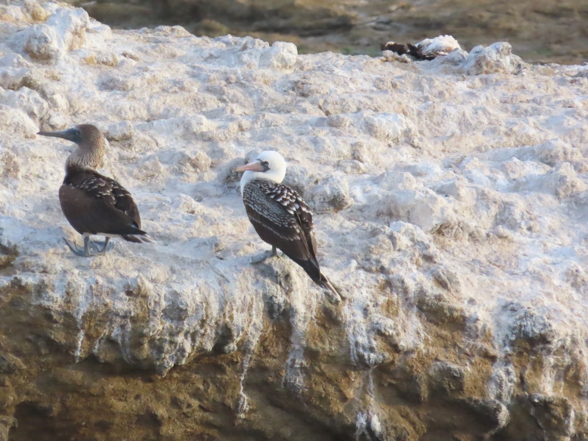 Peruvian Booby - Edison🦉 Ocaña