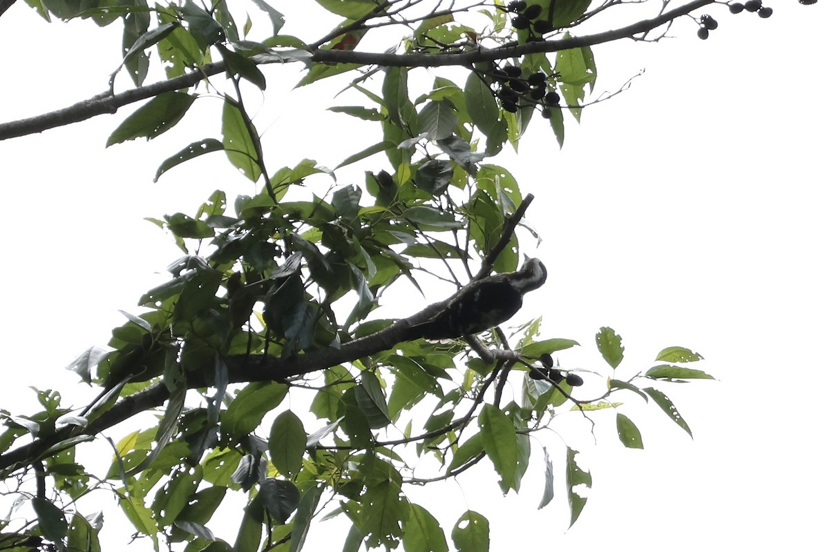 Gray-capped Pygmy Woodpecker - ML590186291