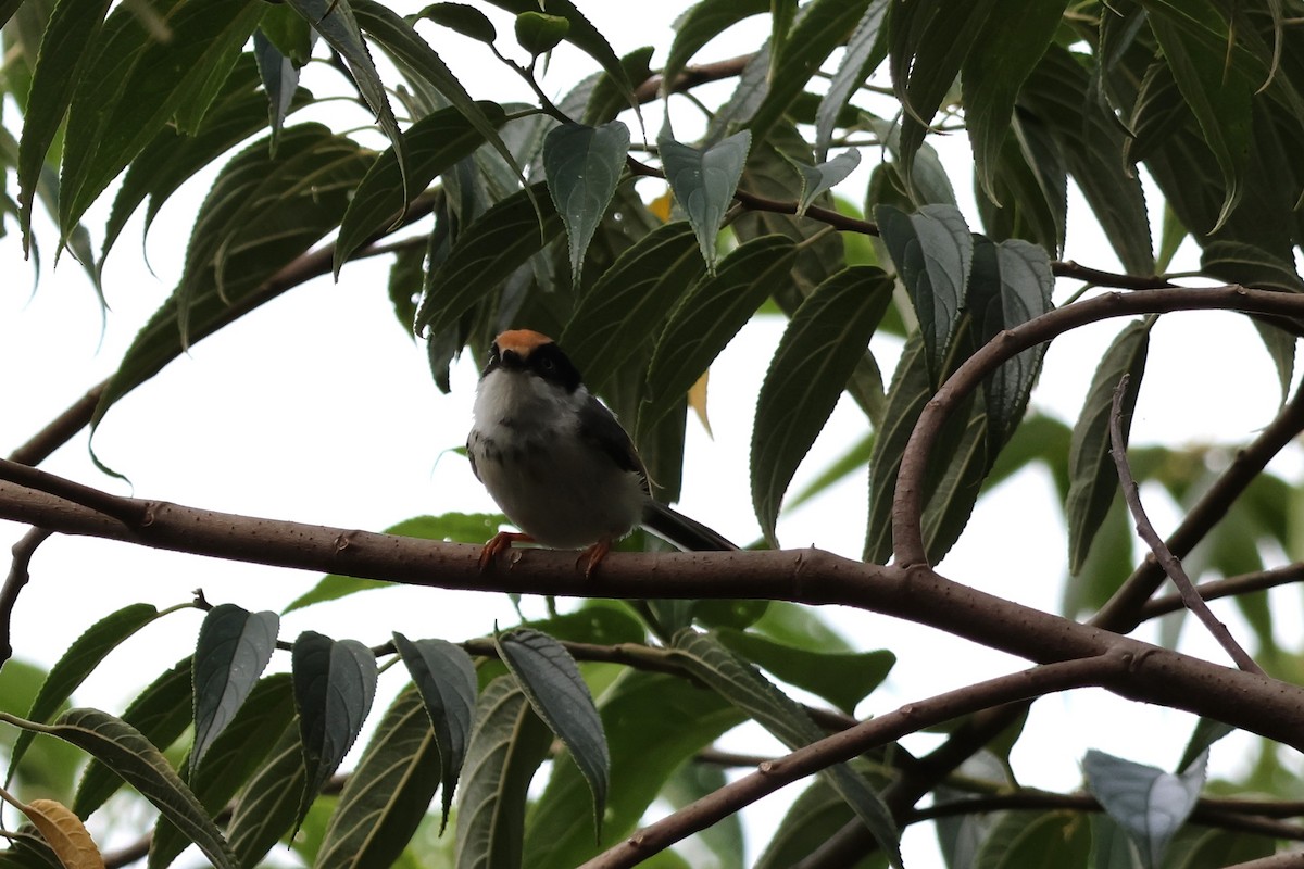 Black-throated Tit - ML590186431