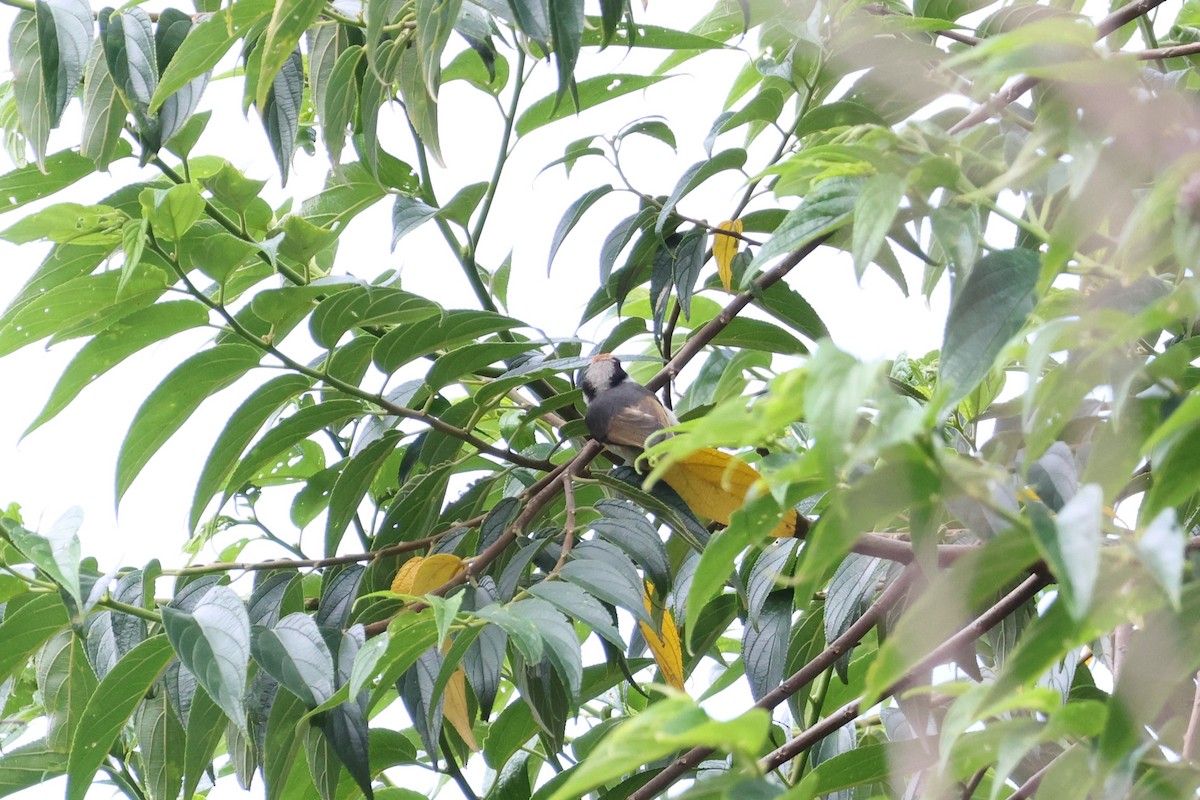 Black-throated Tit - ML590186451