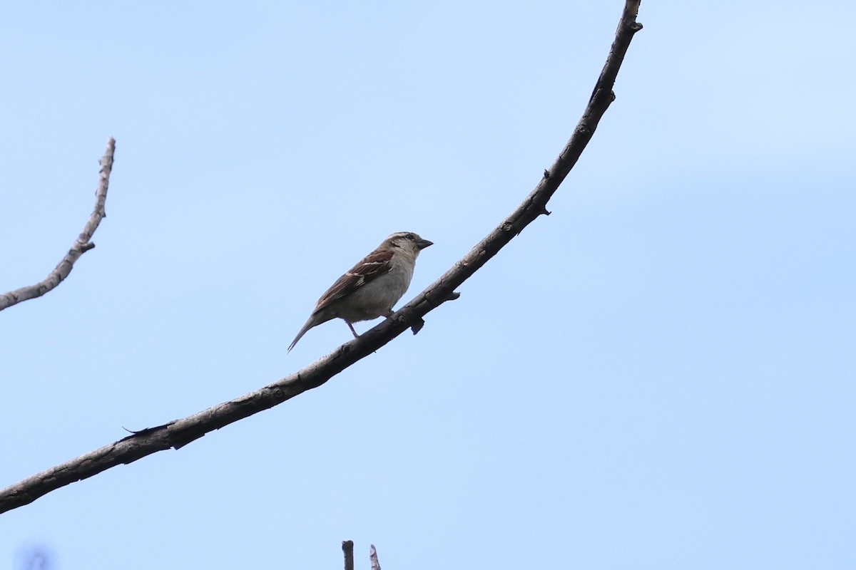 Russet Sparrow - ML590186601