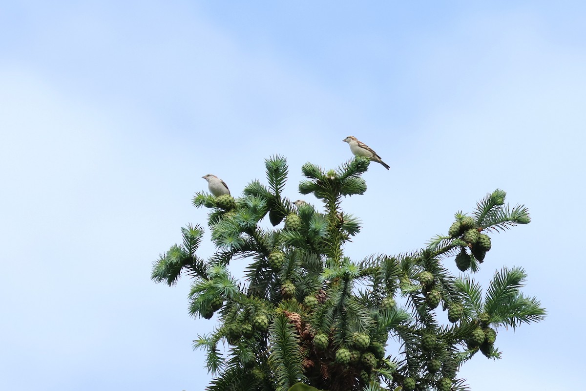 Russet Sparrow - ML590186611