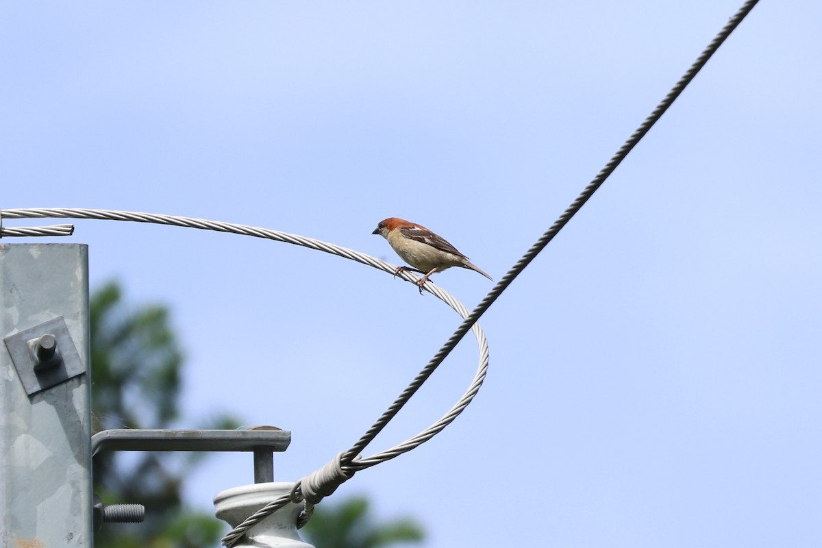 Russet Sparrow - ML590186751