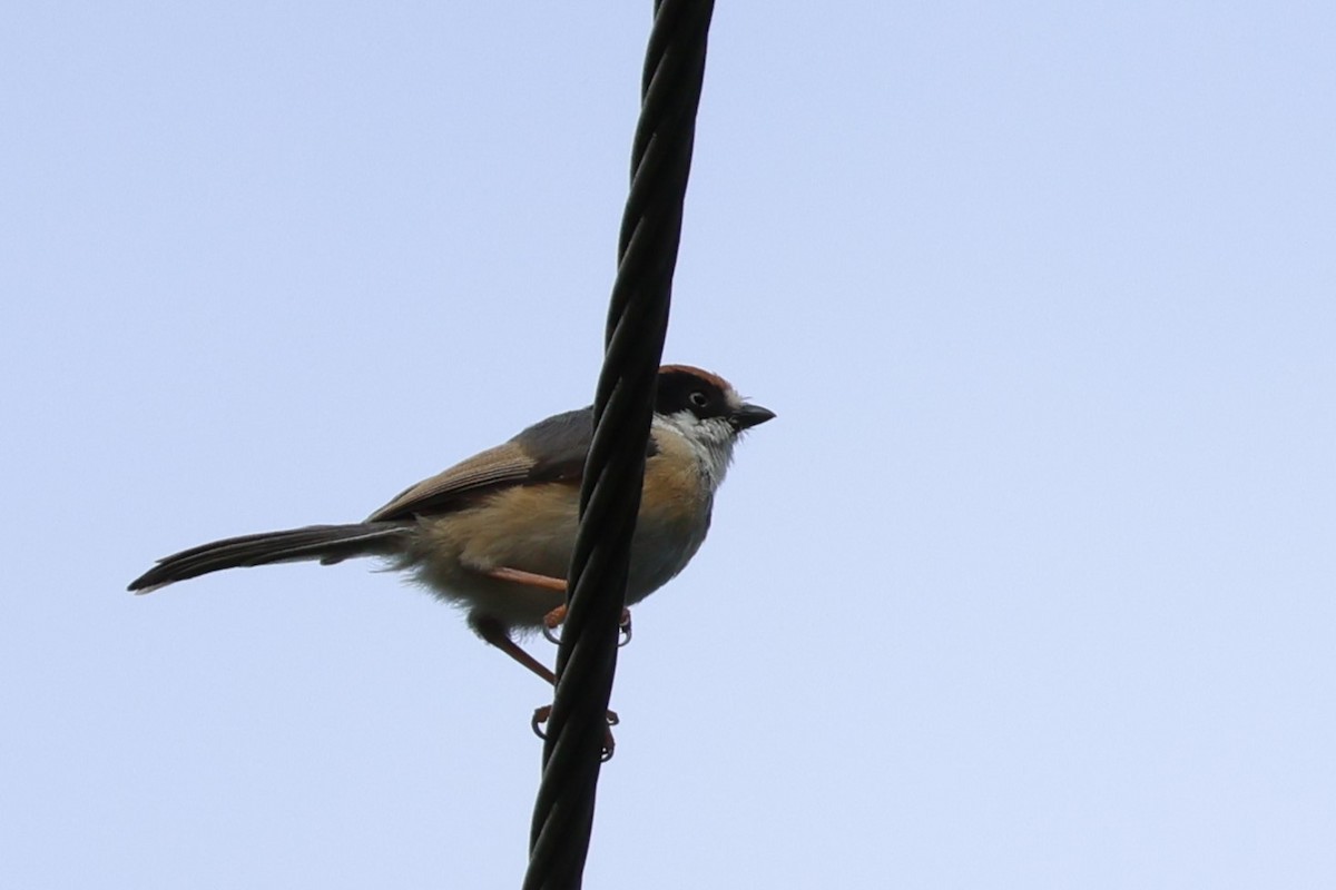 Black-throated Tit - ML590186871