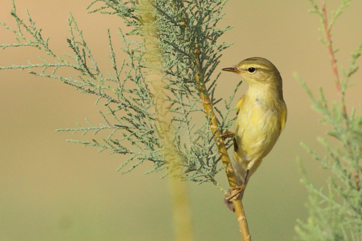 Willow Warbler - ML590187261