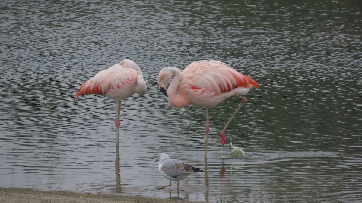 Chilean Flamingo - ML590187651