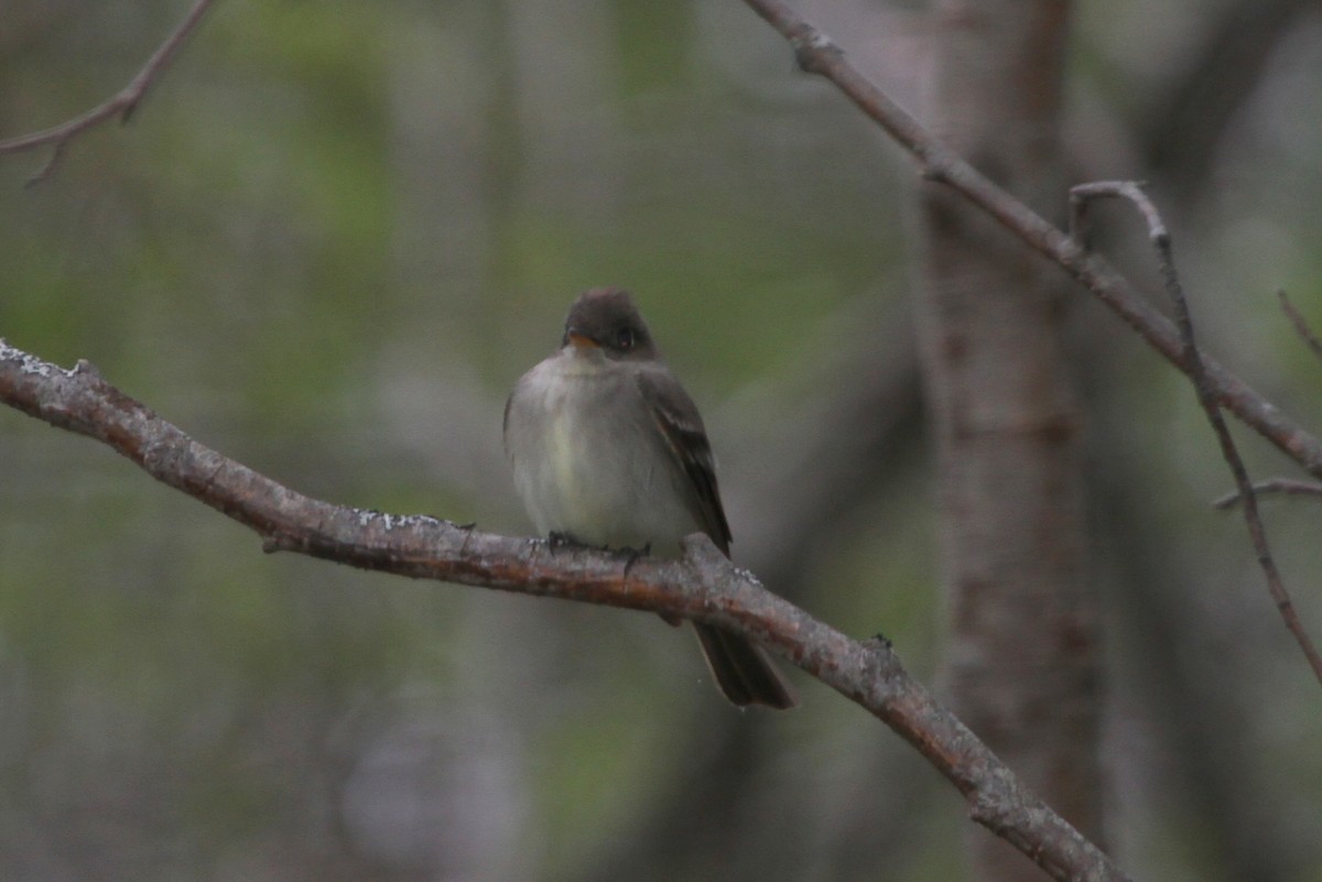 Eastern Wood-Pewee - ML59018881