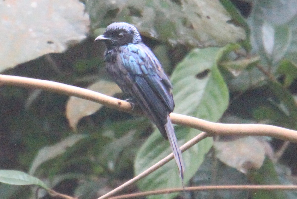 Drongo bronzé - ML590189641