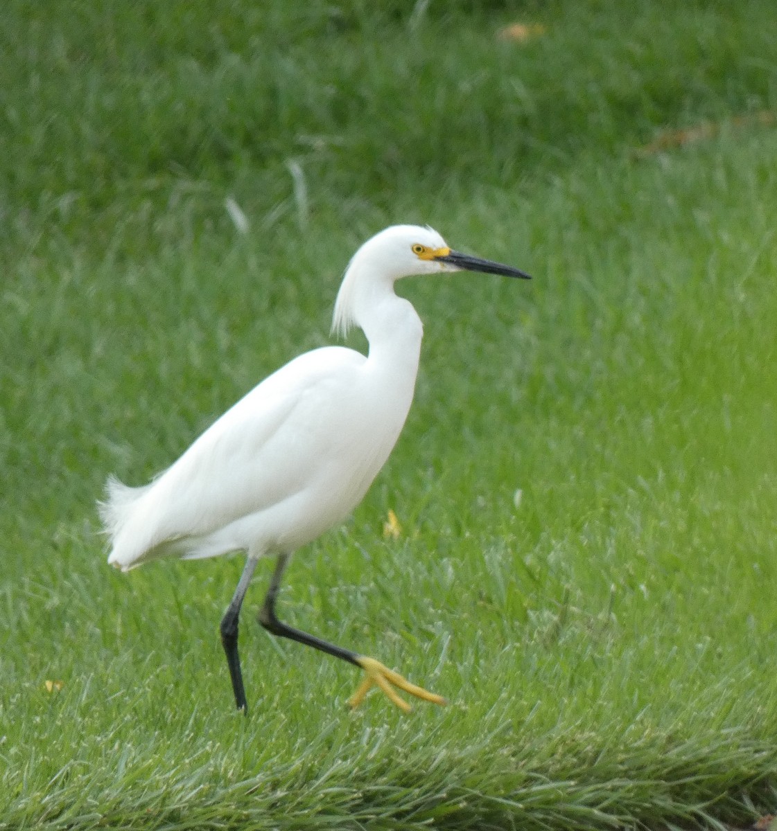 Snowy Egret - Gerald "Jerry" Baines