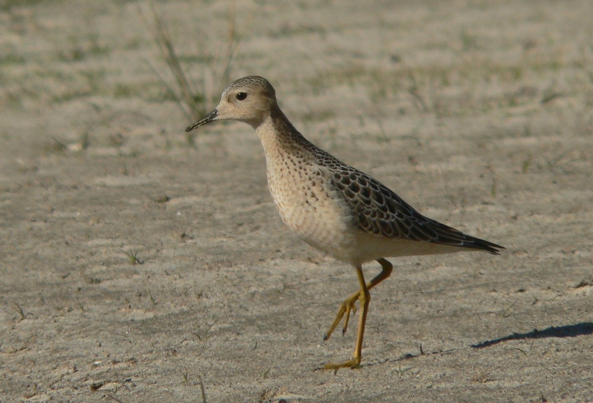 Buff-breasted Sandpiper - ML590189841