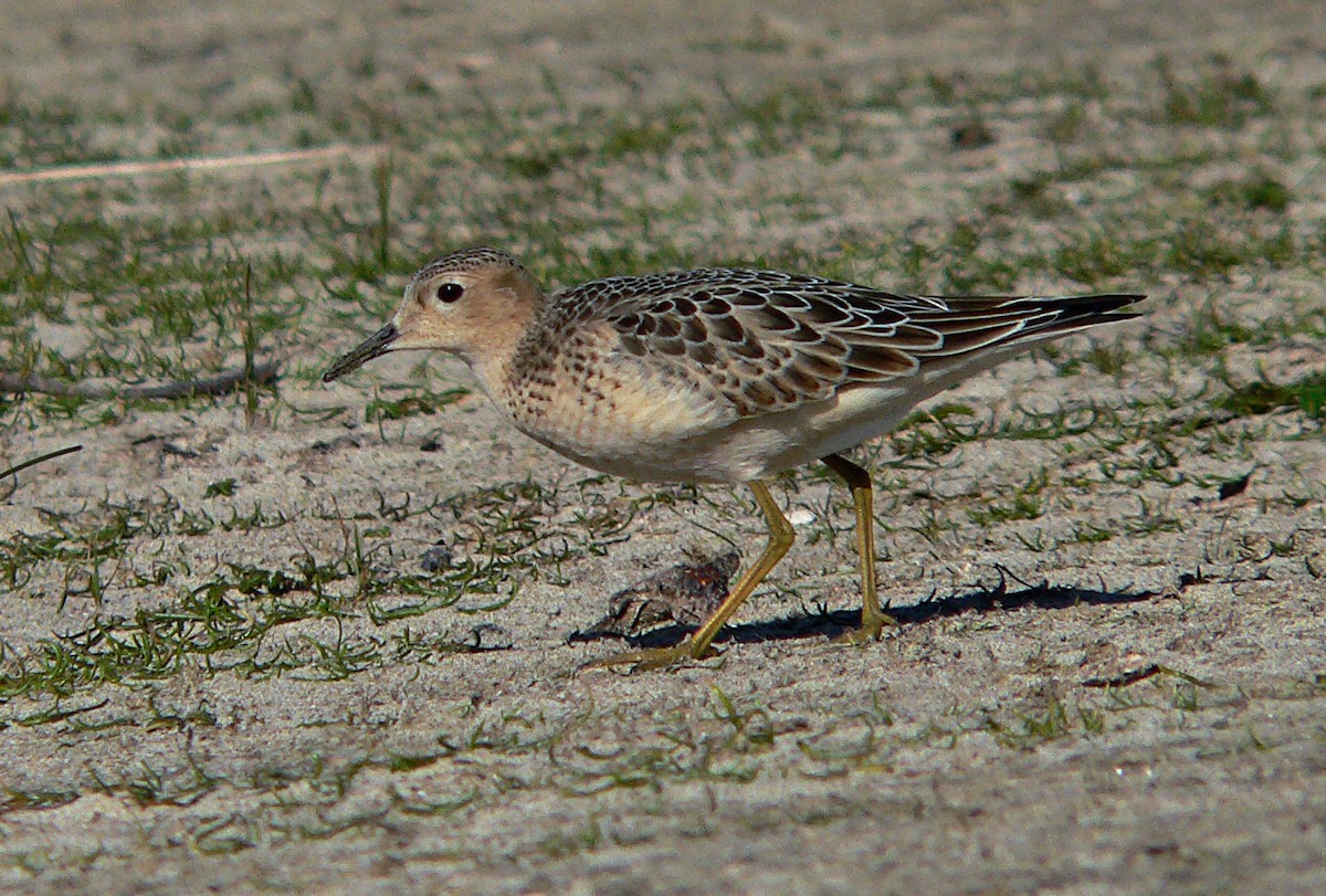 Buff-breasted Sandpiper - ML590189881