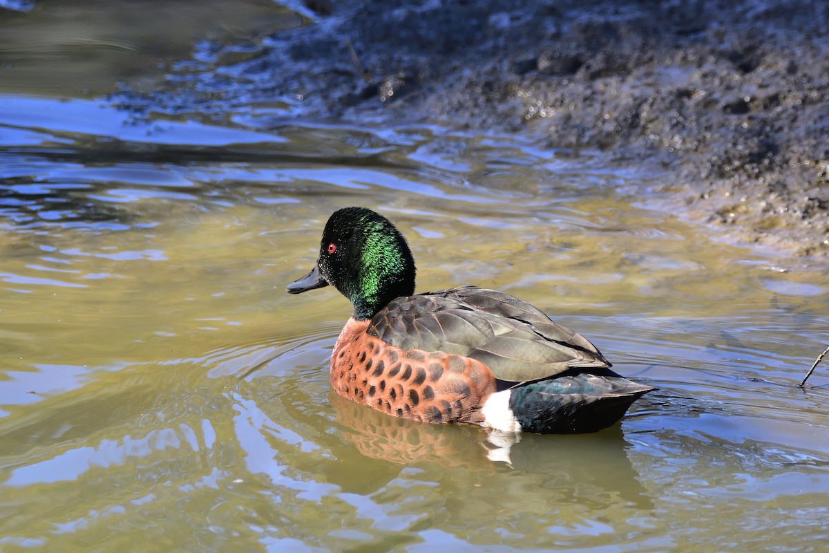 Chestnut Teal - Anthony Katon