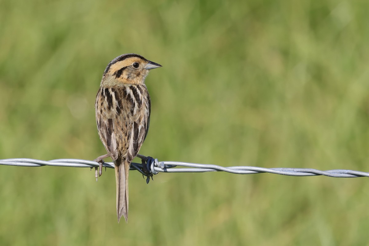 Nelson's Sparrow - ML590190631