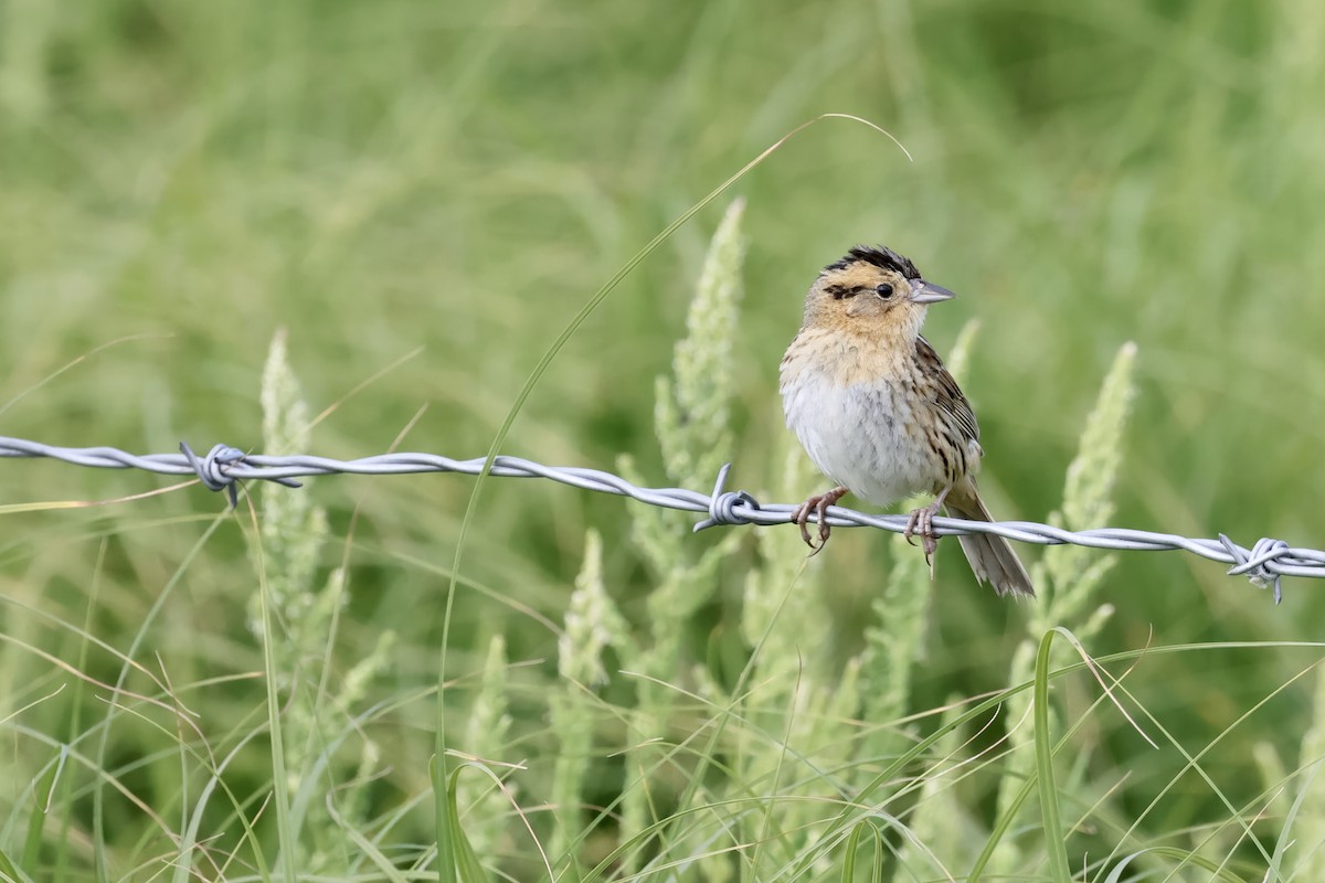 Nelson's Sparrow - ML590190641