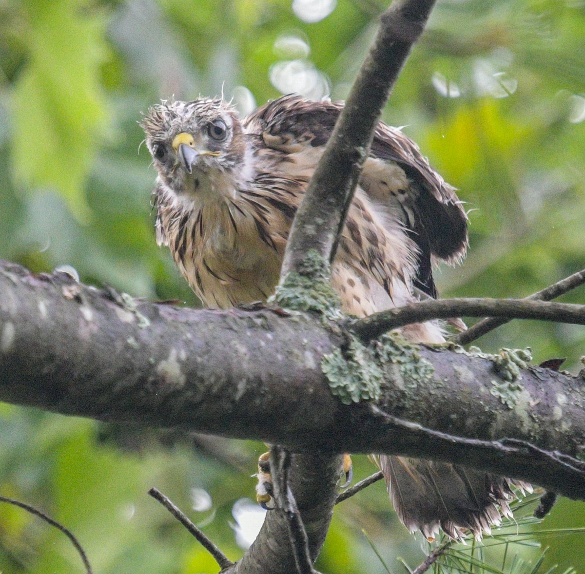 Broad-winged Hawk - Margaret Poethig