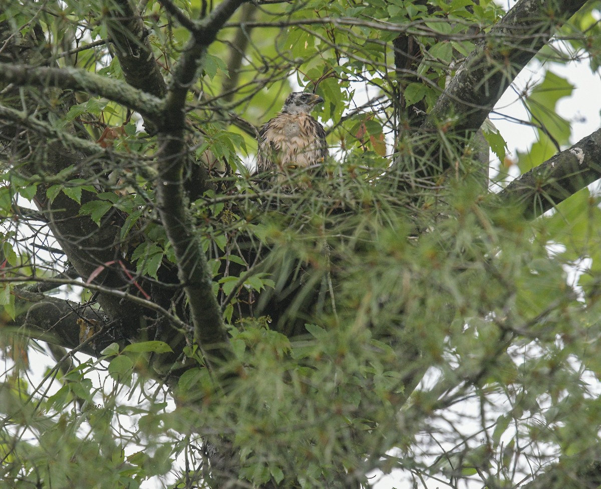 Broad-winged Hawk - Margaret Poethig