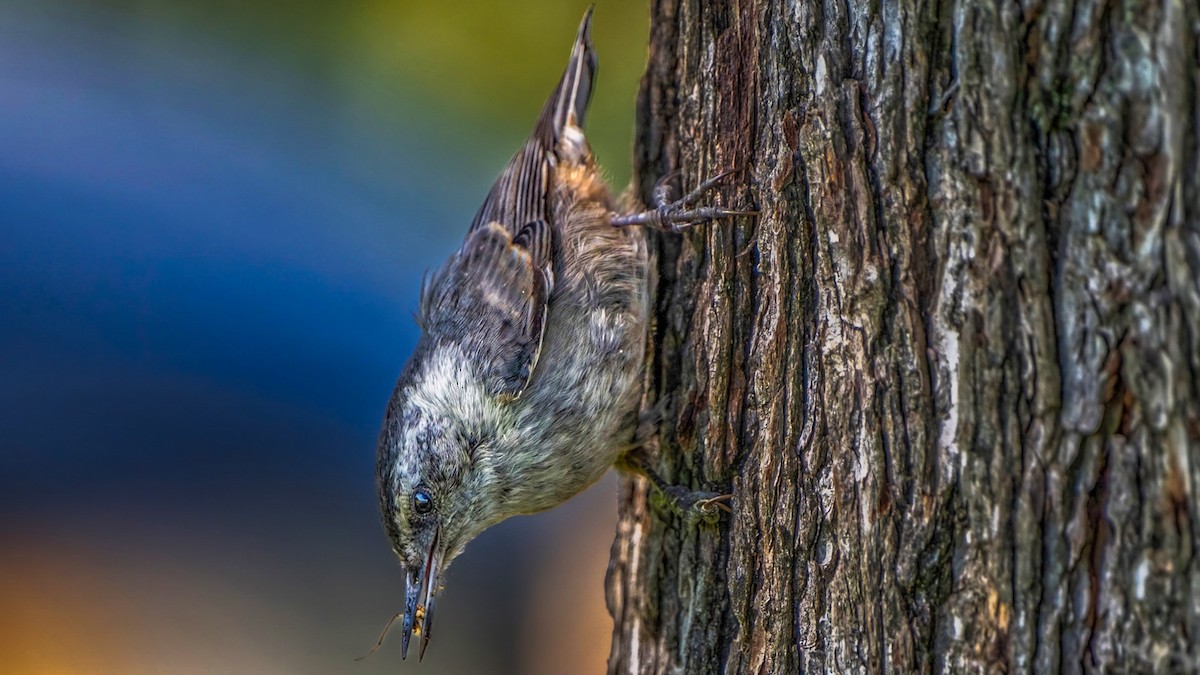 White-breasted Nuthatch - ML590191181