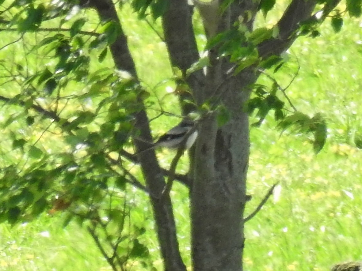 Loggerhead Shrike - ML59019121