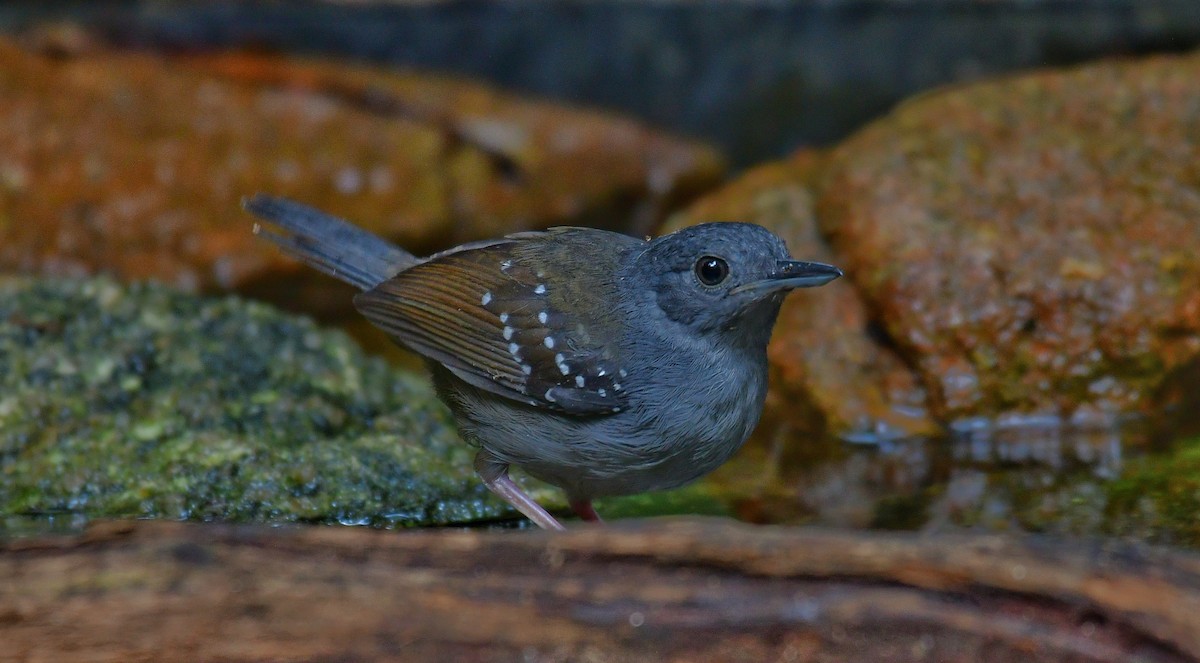 Grauwangen-Ameisenvogel - ML590192541