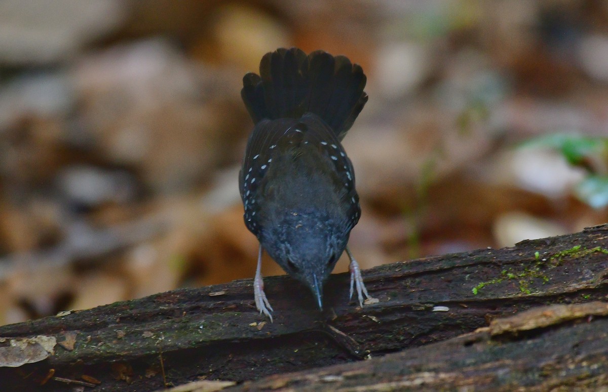 Grauwangen-Ameisenvogel - ML590192571