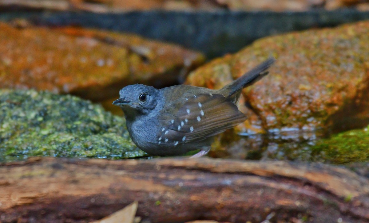 Grauwangen-Ameisenvogel - ML590192591