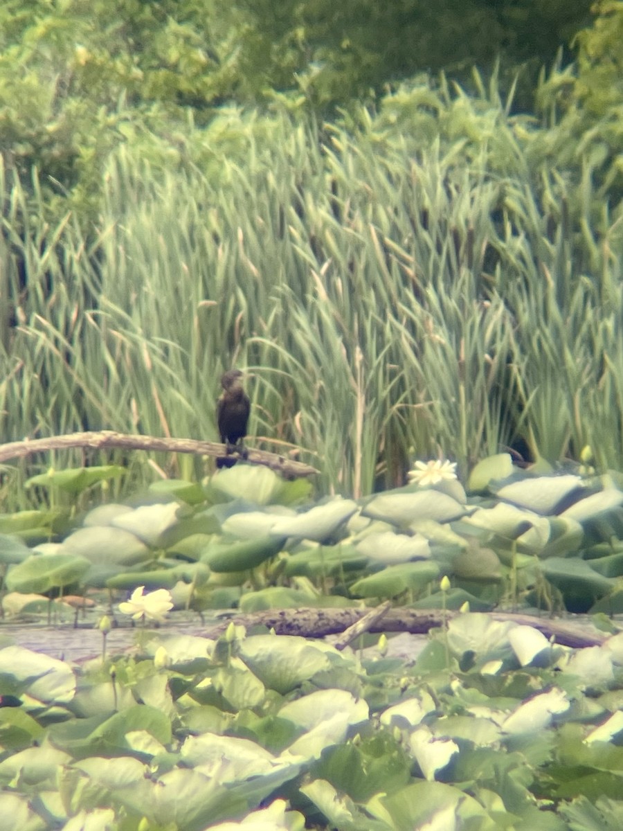 Neotropic Cormorant - ML590192971