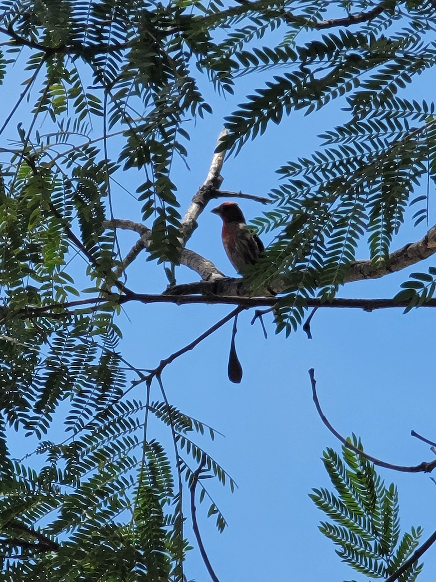 House Finch - ML590193901