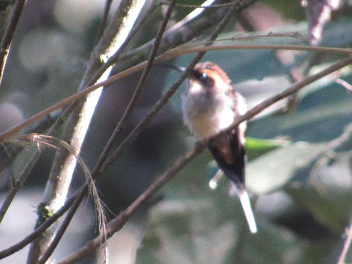 Scale-throated Hermit - ML590195751