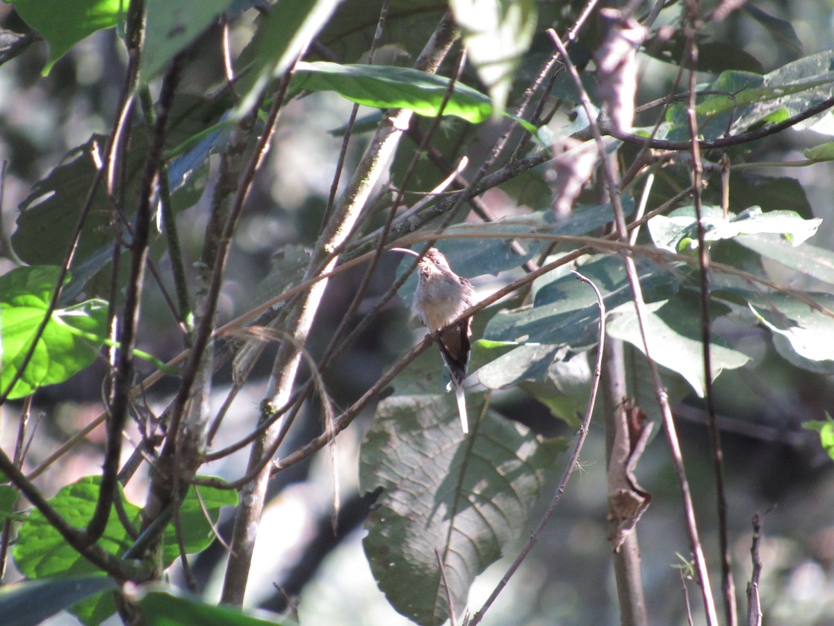 Scale-throated Hermit - ML590195761