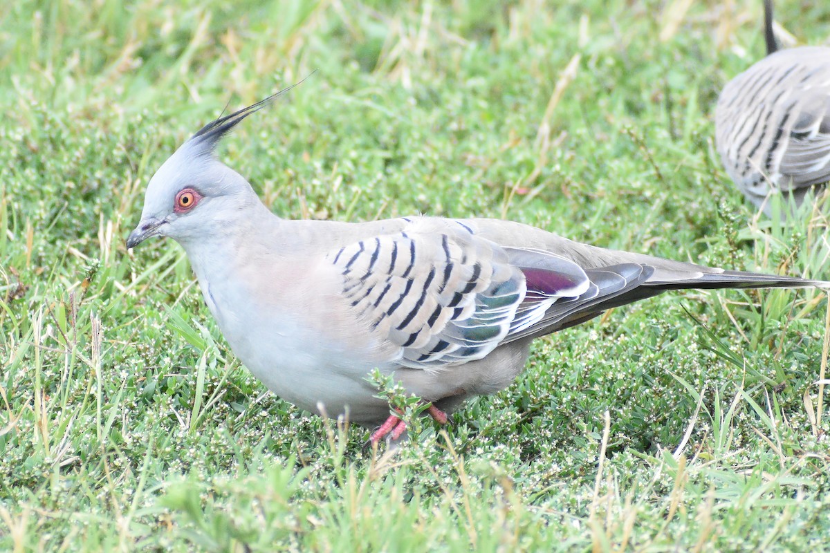 Crested Pigeon - Frank Lin