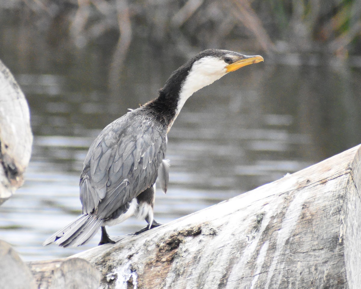 Little Pied Cormorant - Frank Lin