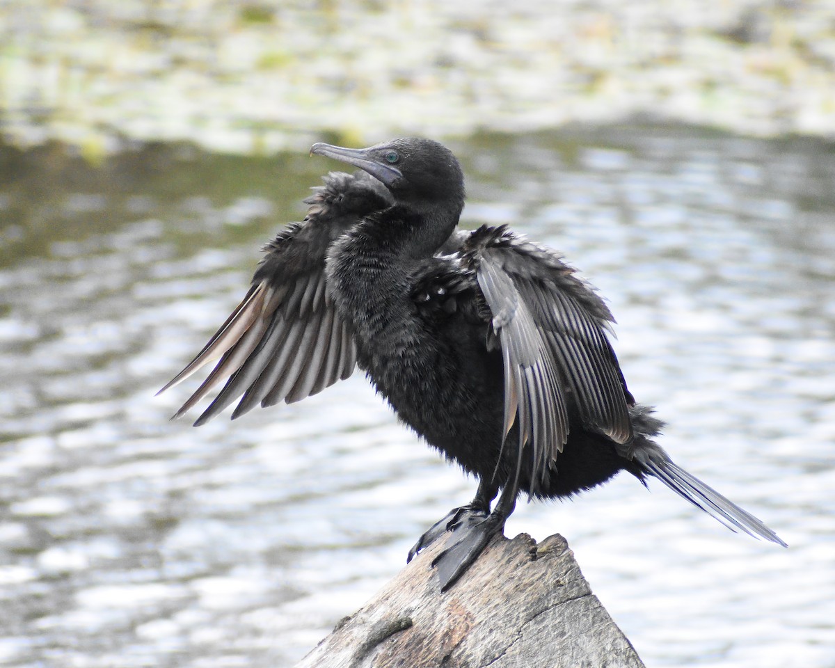 Little Black Cormorant - Frank Lin