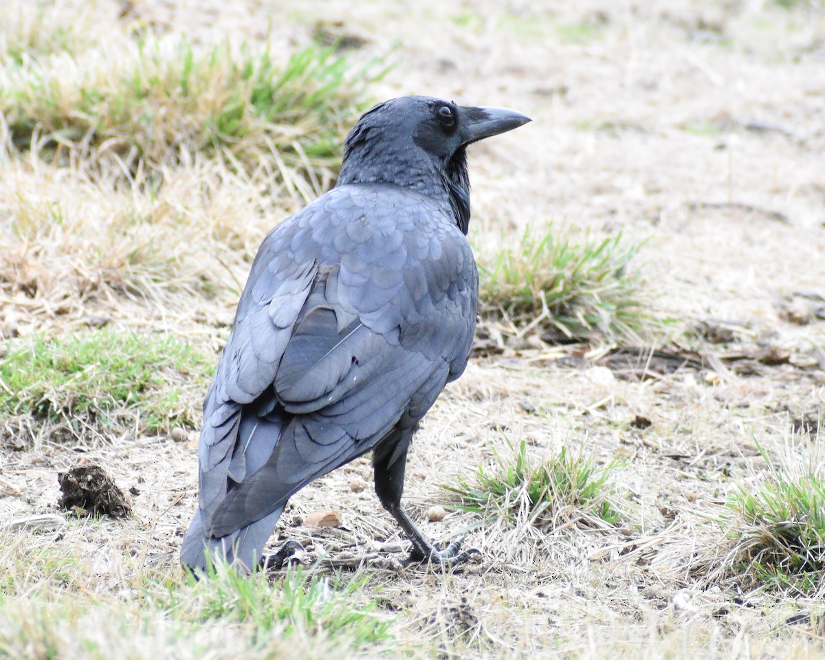 Australian Raven - Frank Lin