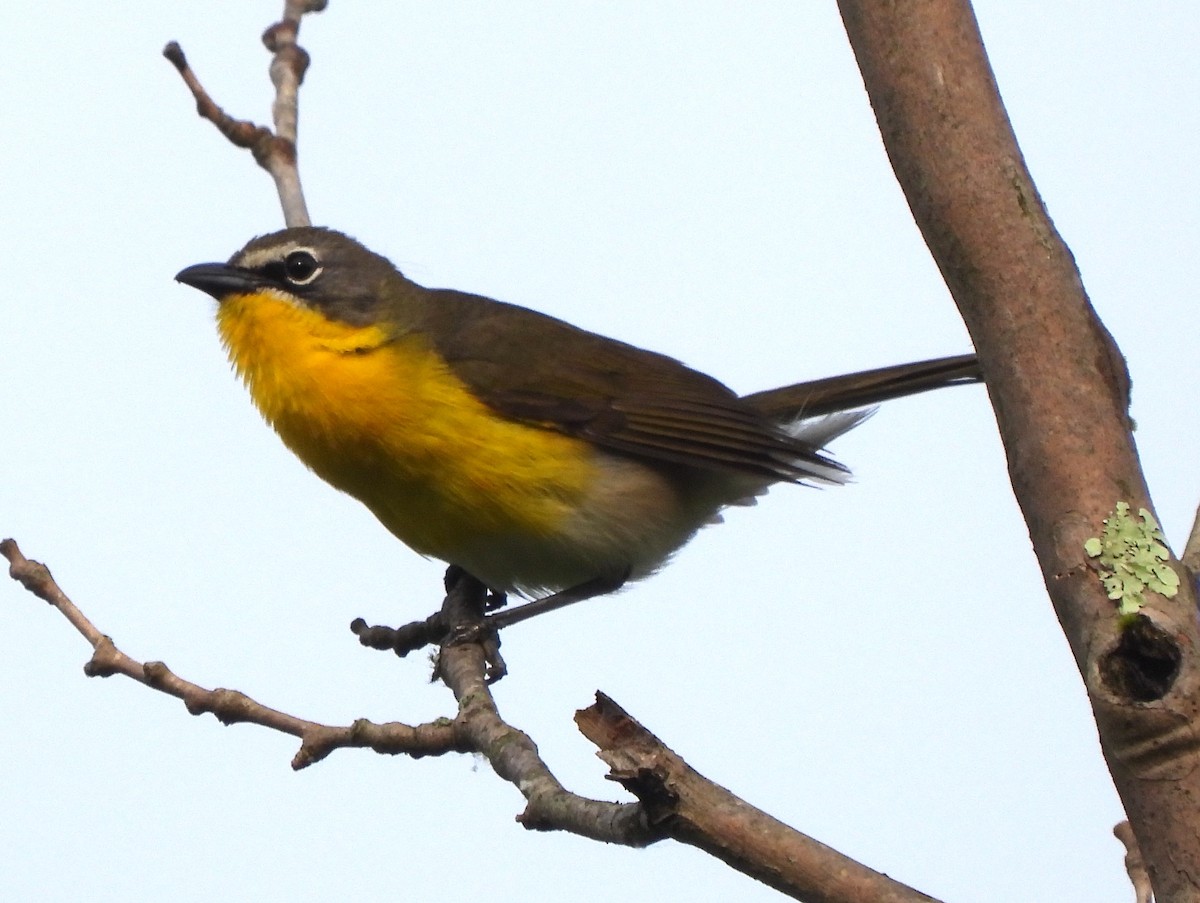 Yellow-breasted Chat - ML590197811