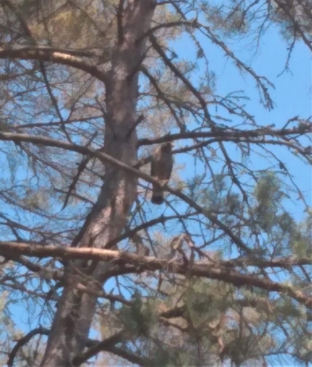 Broad-winged Hawk - ML590197951