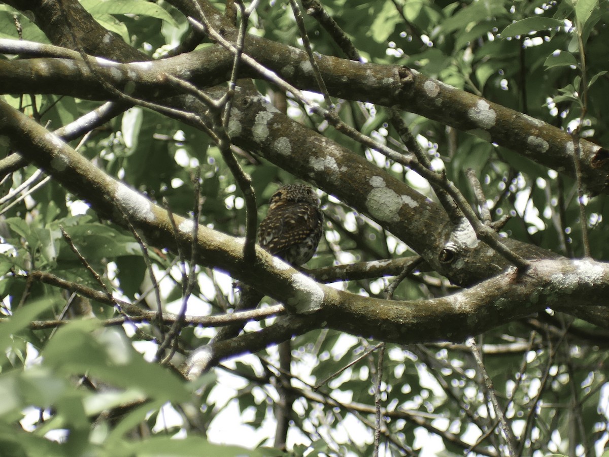 Collared Owlet - ML590197961