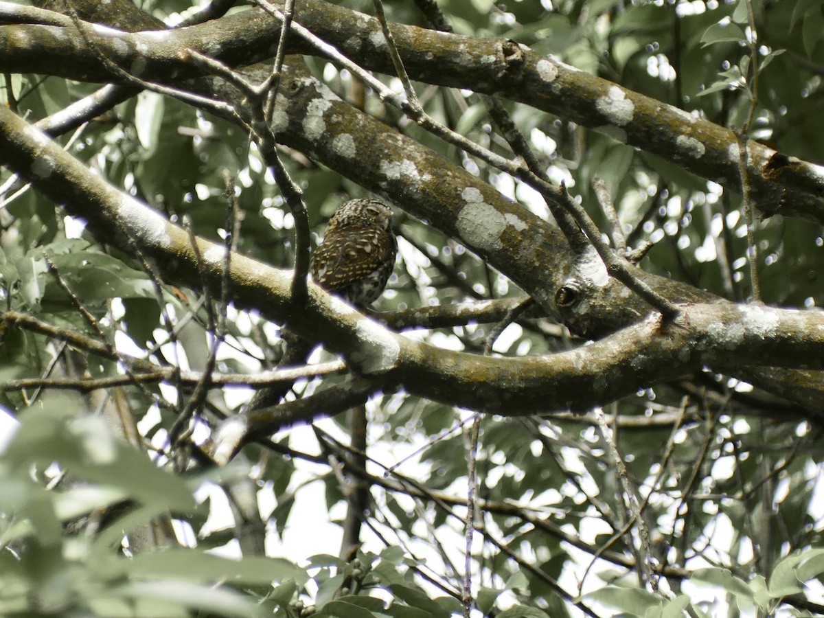 Collared Owlet - ML590197971