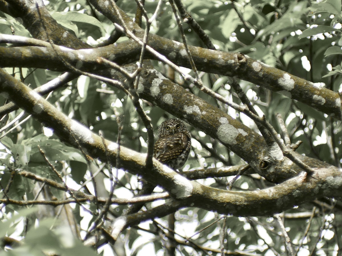 Collared Owlet - ML590197981