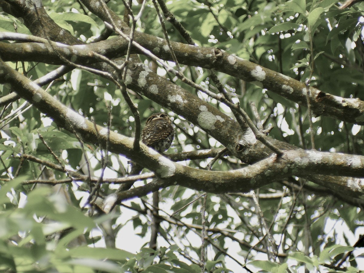 Collared Owlet - ML590197991