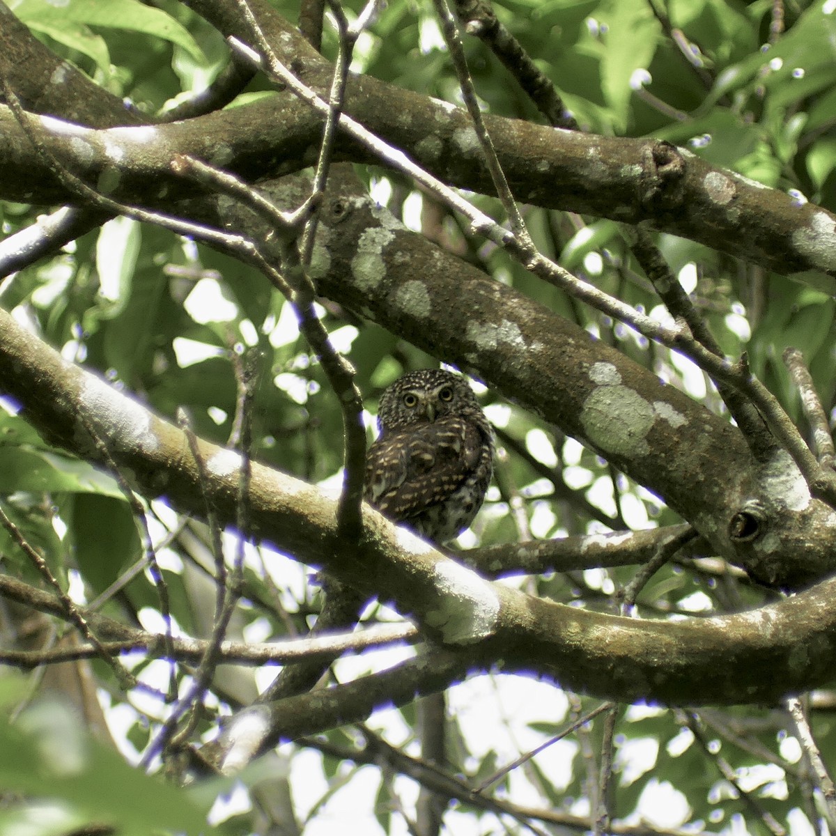 Collared Owlet - ML590198001