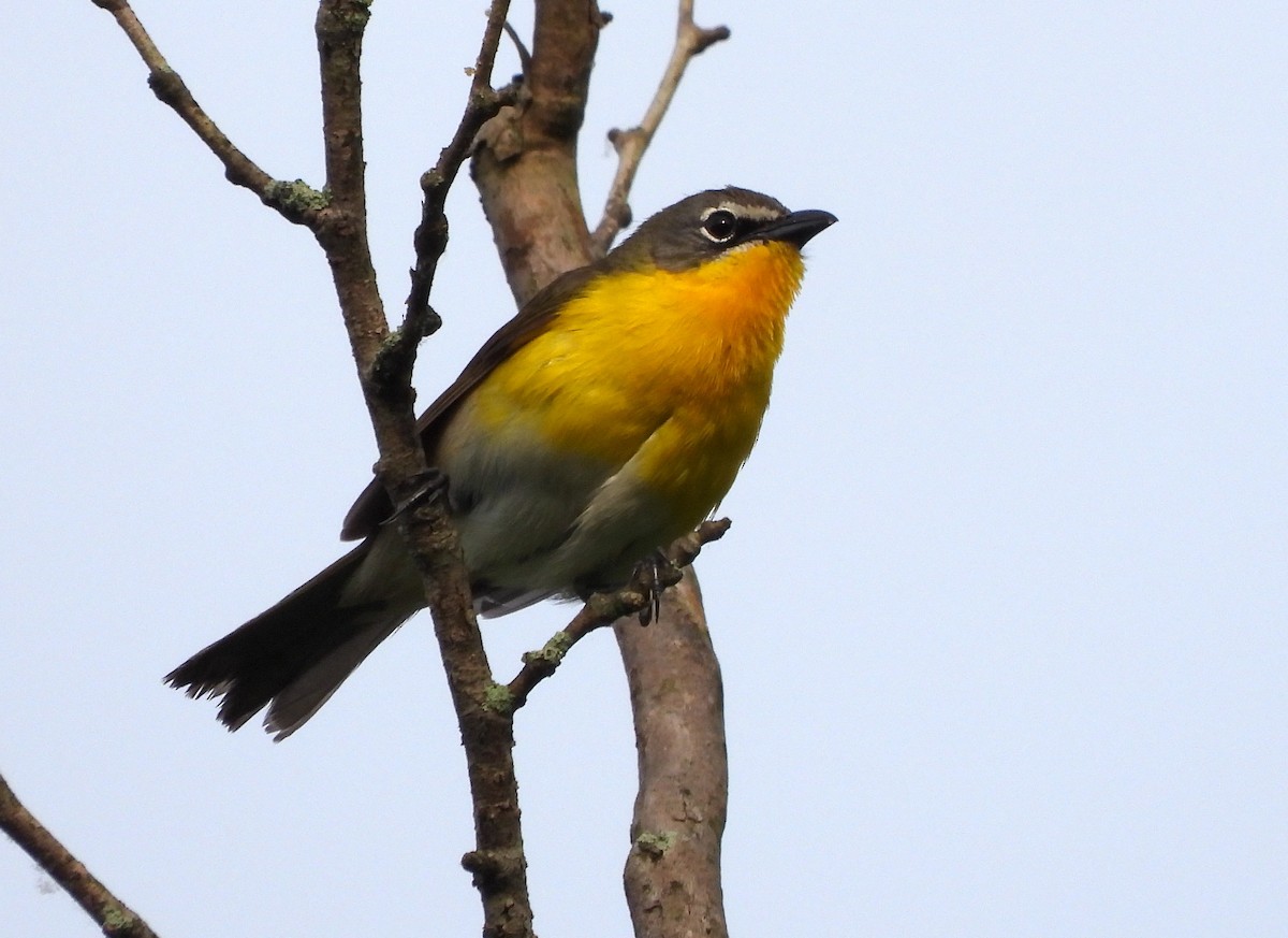 Yellow-breasted Chat - ML590198161
