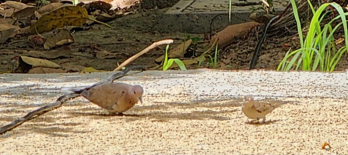 Laughing Dove - ML590199391