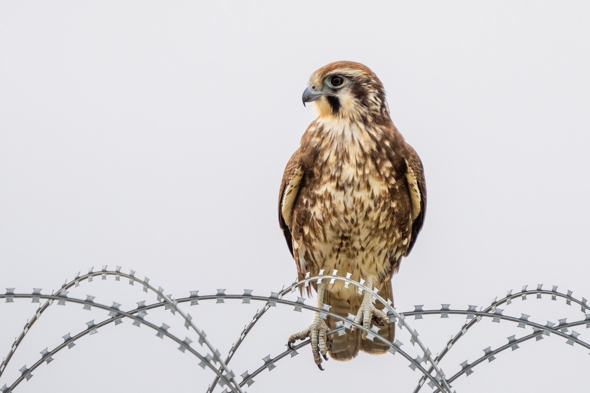 Brown Falcon - ML590199731